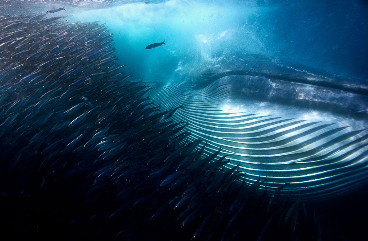 Wildlife Photographer of the Year 2015 Underwater